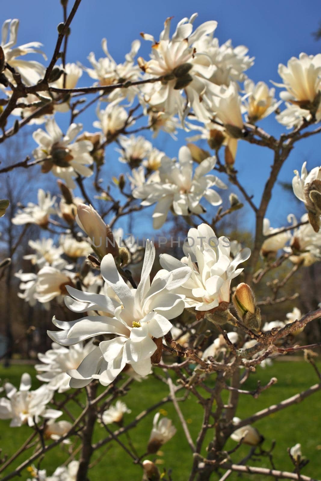 Beautiful Magnolia X Loebneri Encore Flowers Blossoms Against Deep Blue Sky. High quality photo