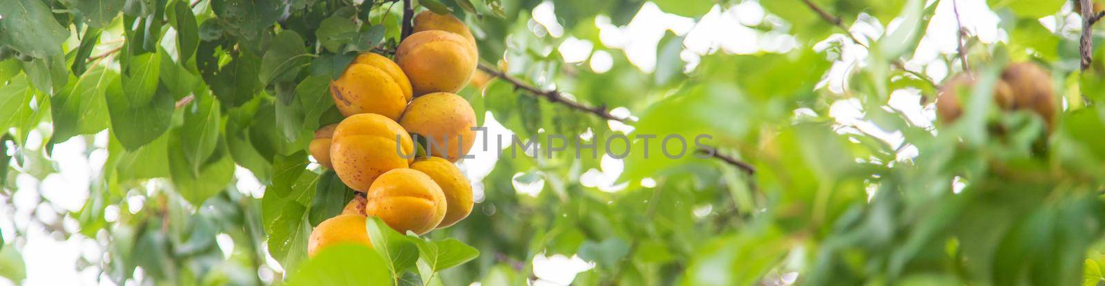 apricot on a tree in the garden. Selective focus. by mila1784