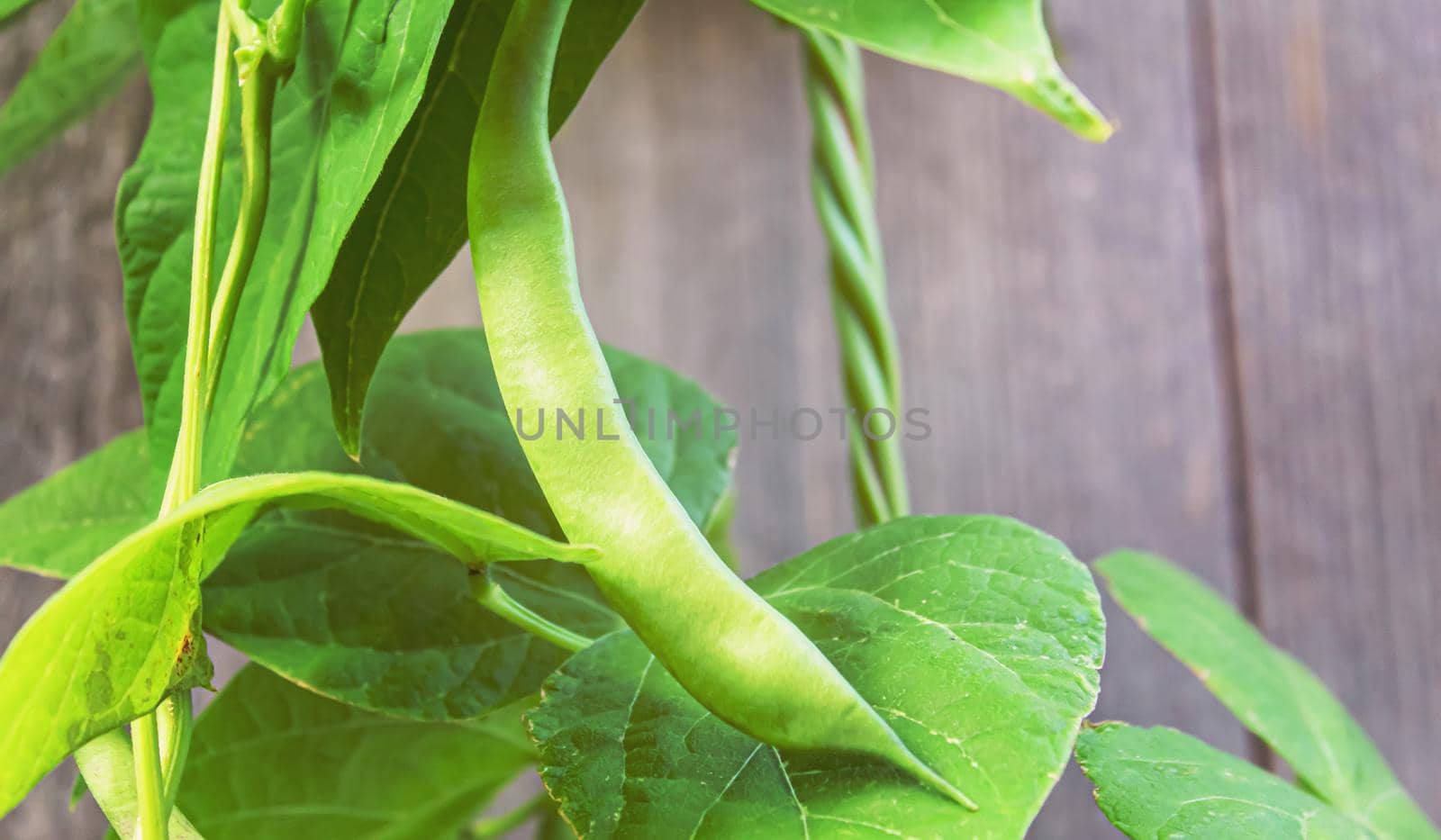 selenium bean pods in garden. selective focus by mila1784