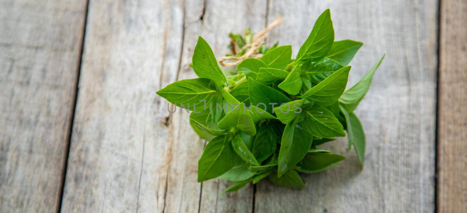 fresh home herbs from the garden. basil. Selective focus. by mila1784