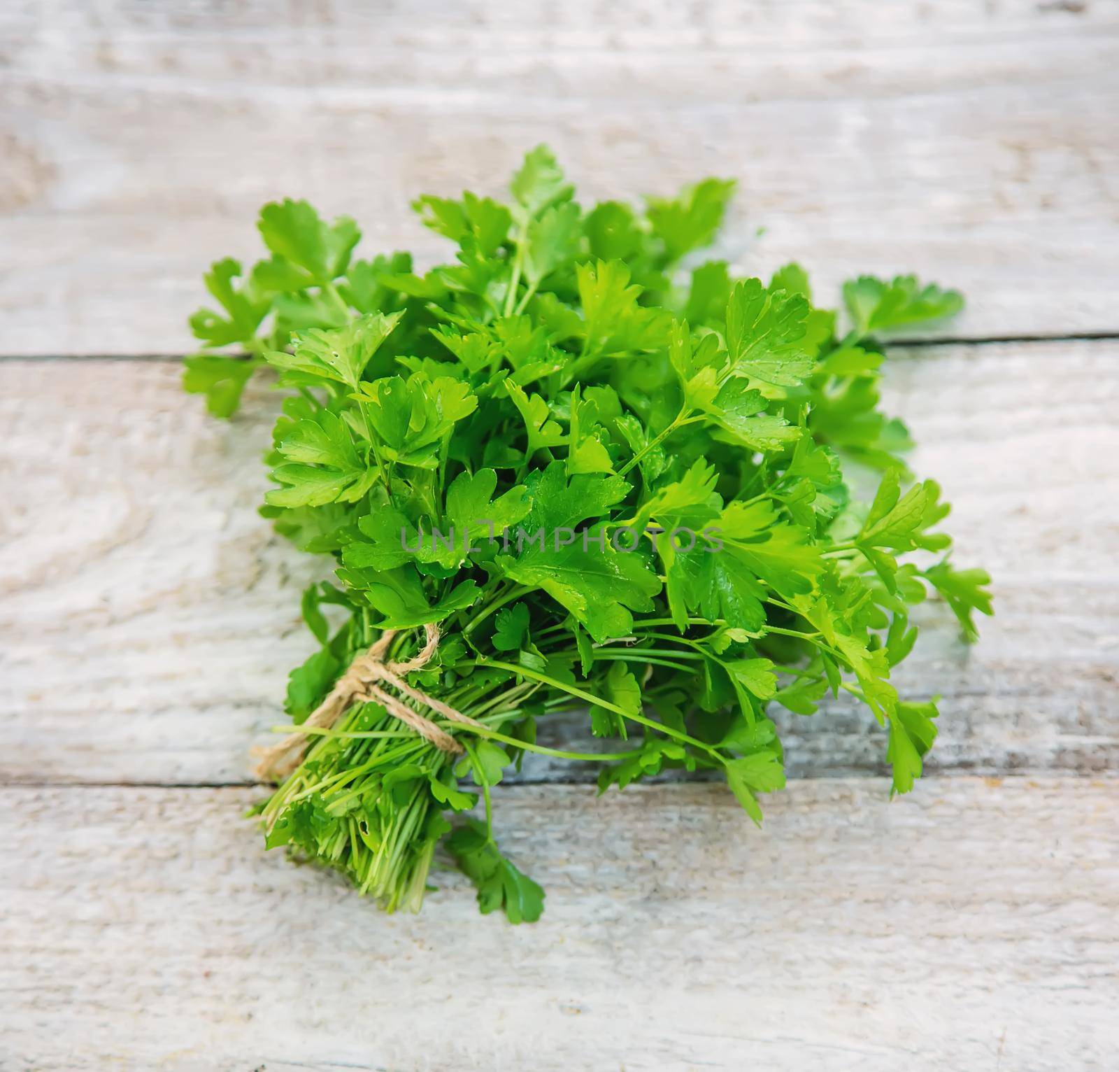 Fresh homemade herbs from the parsley garden. Selective focus. nature.