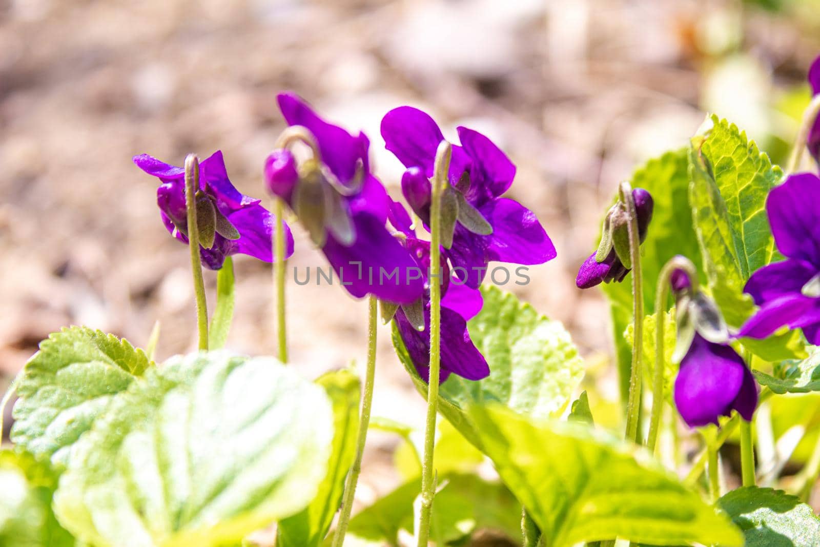 purple violet flowers in nature.selective focus. nature