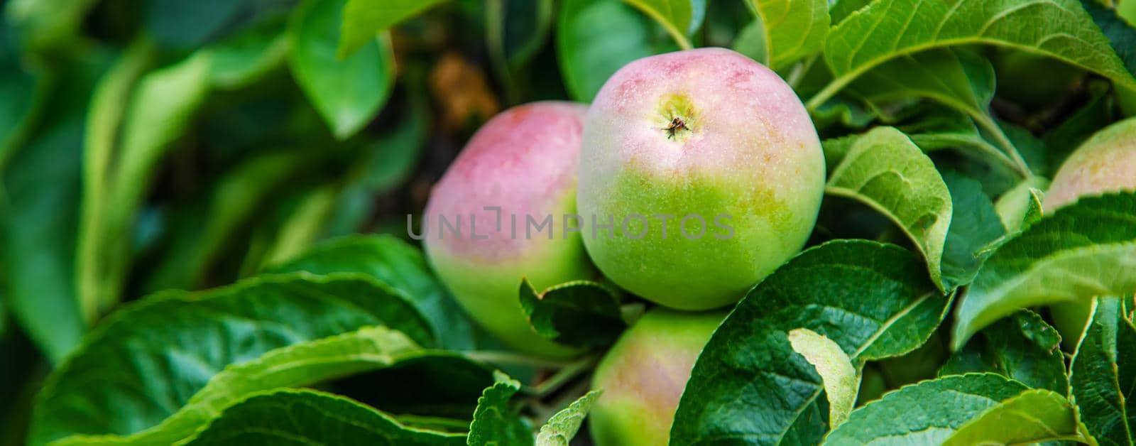 Apples on a tree in the garden. Selective focus. by mila1784