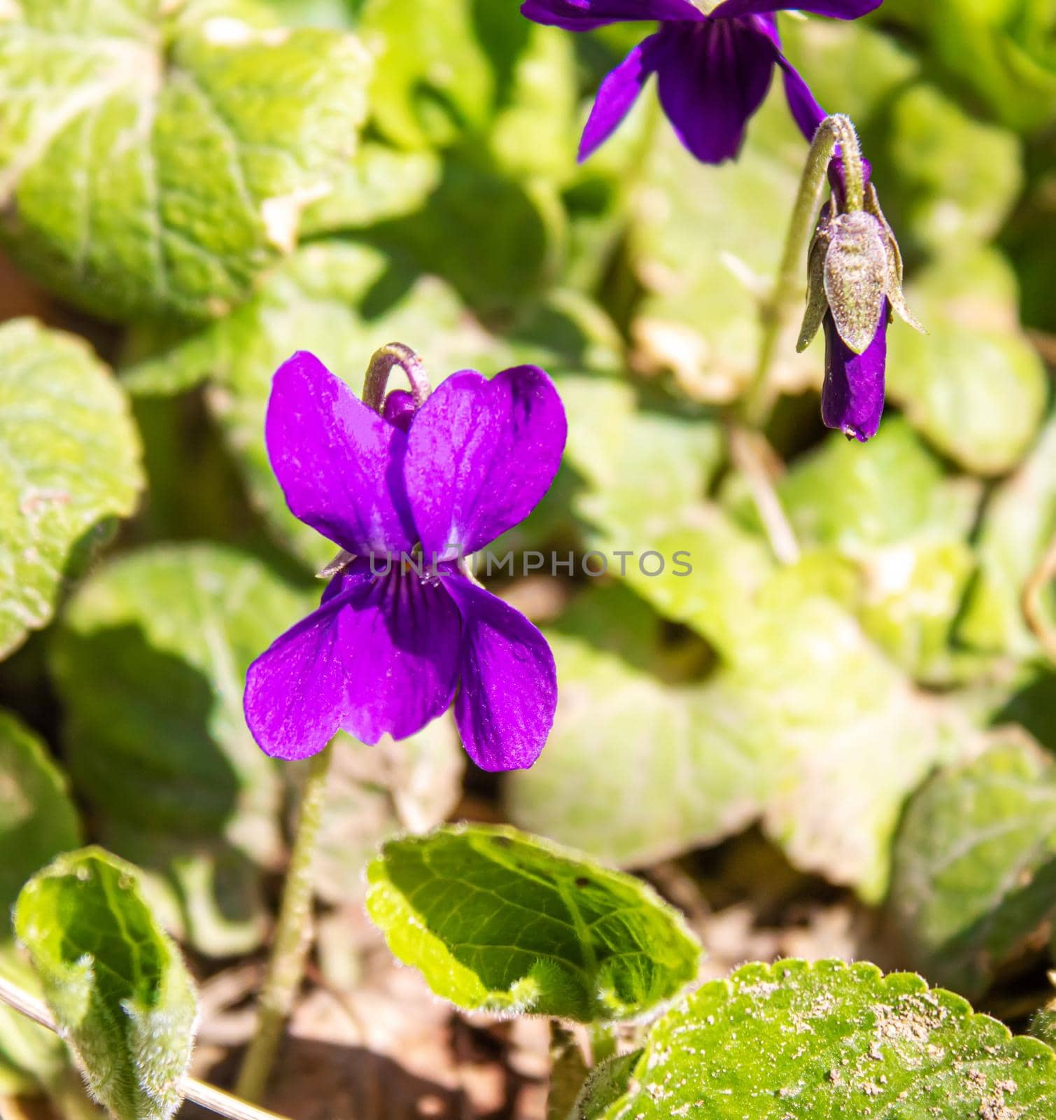 purple violet flowers in nature.selective focus. nature