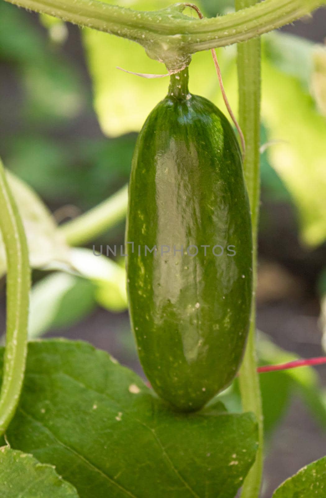 Cucumbers growing on a vine in a rural greenhouse. Selective focus.narure