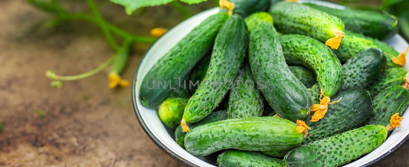 Harvesting homemade cucumbers. Selective focus. nature. food by mila1784