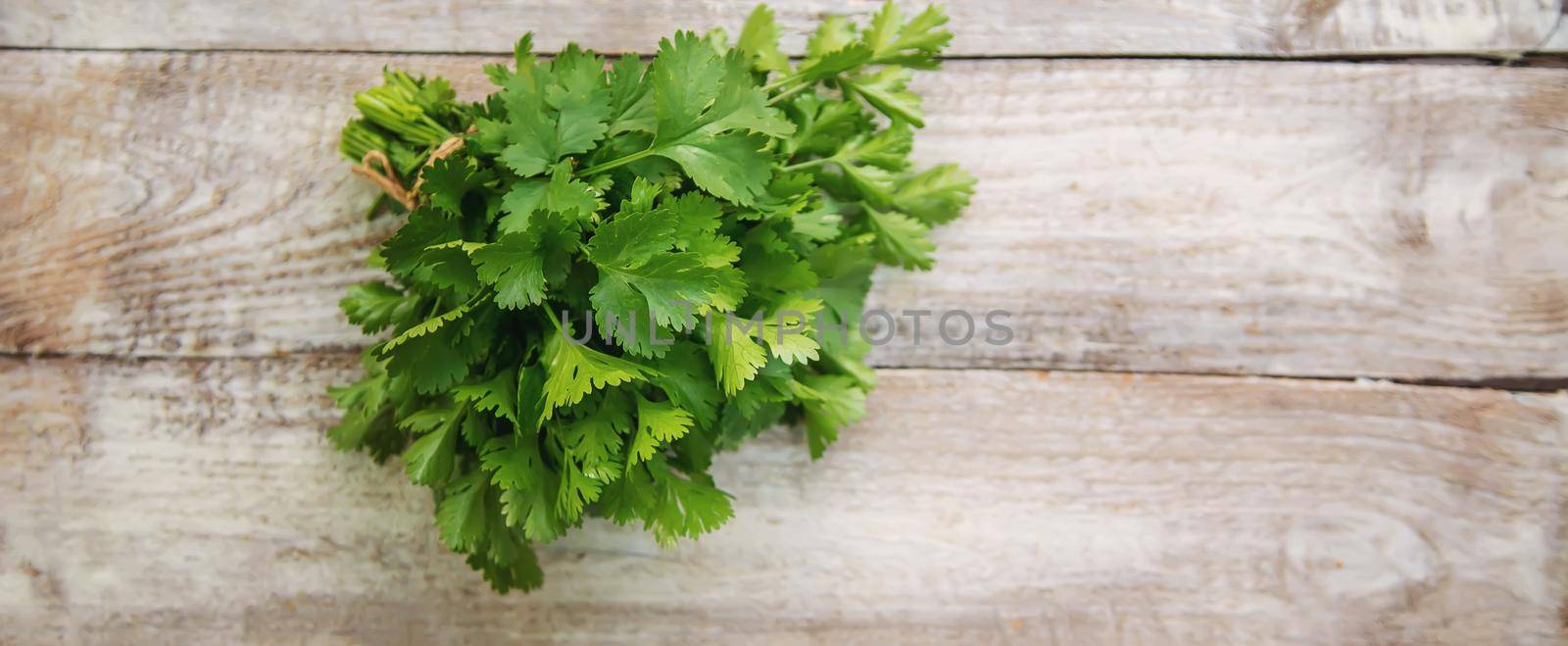 Fresh homemade herbs from the parsley garden. Selective focus. by mila1784
