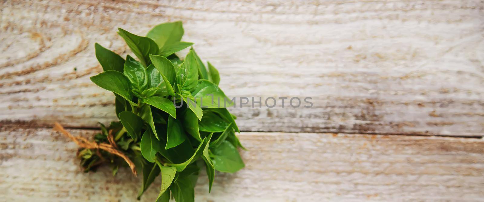 fresh home herbs from the garden. basil. Selective focus. by mila1784
