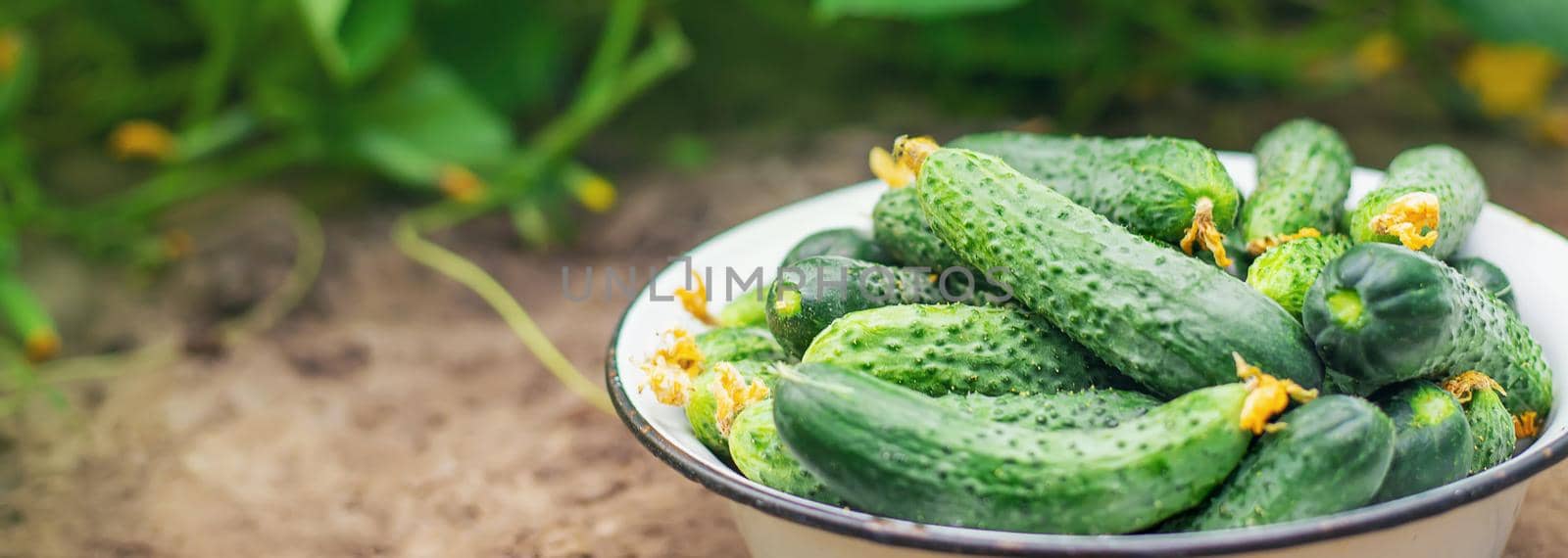 Harvesting homemade cucumbers. Selective focus nature