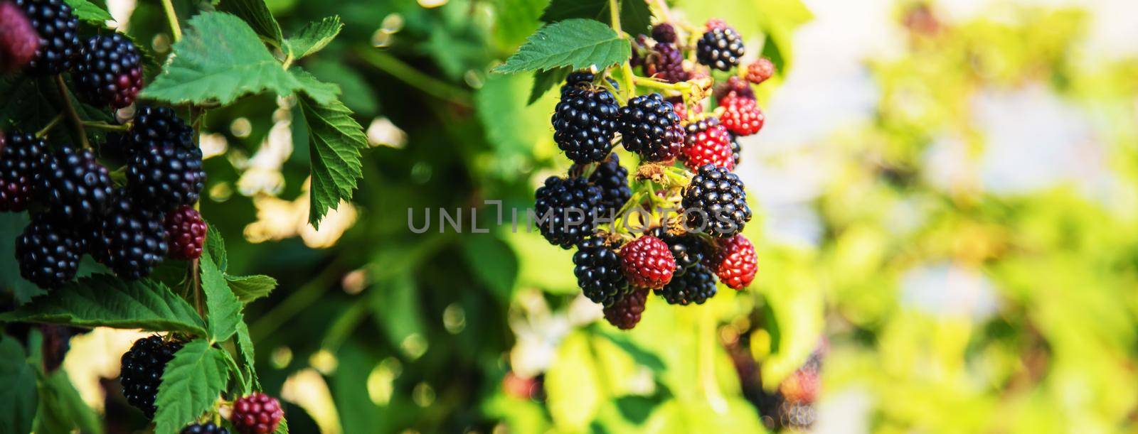 Blackberries grow in the garden. Ripe and unripe blackberries on a bush. by mila1784