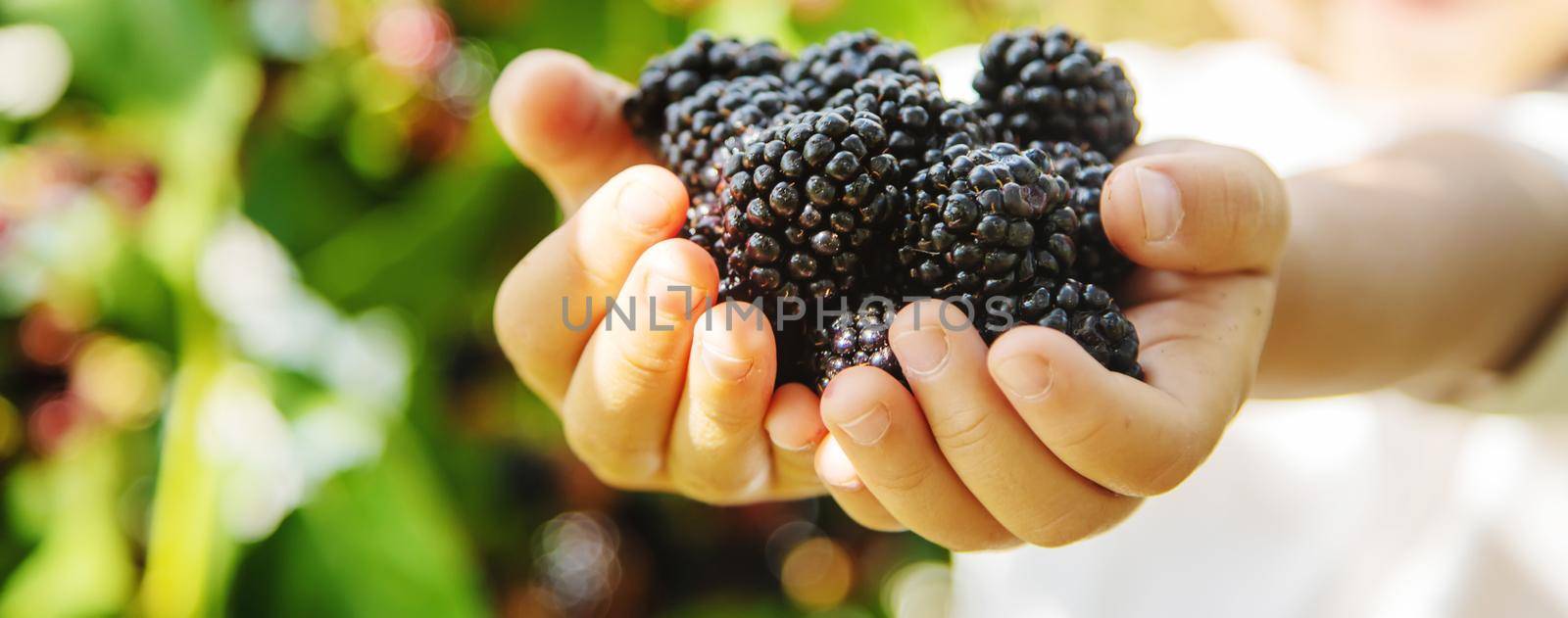 blackberry in the hands of a child on the background of nature. selective focus.food