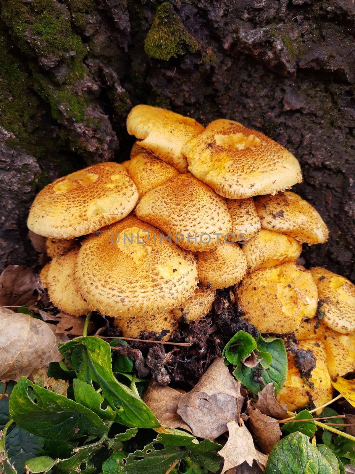 A group of common scaly mushrooms on a tree trunk in the forest. Common scaly mushrooms.