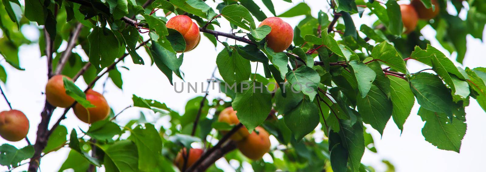 apricot on a tree in the garden. Selective focus.nature