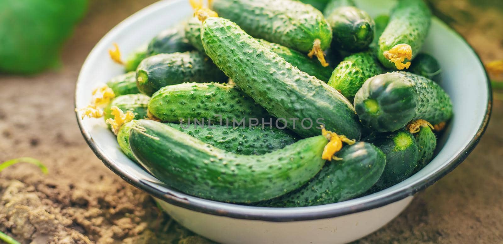 Harvesting homemade cucumbers. Selective focus nature