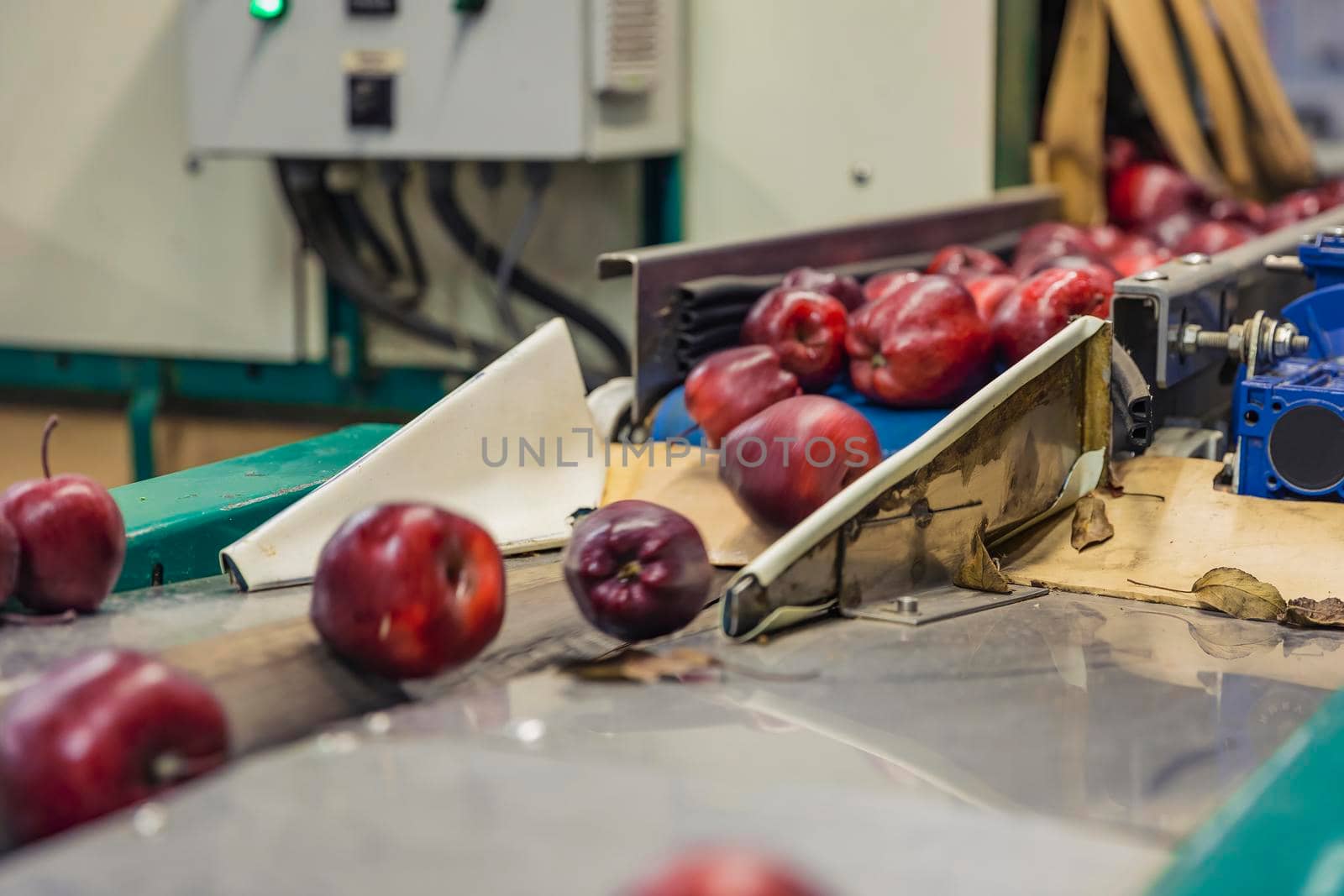 red apples on the packaging line of the enterprise