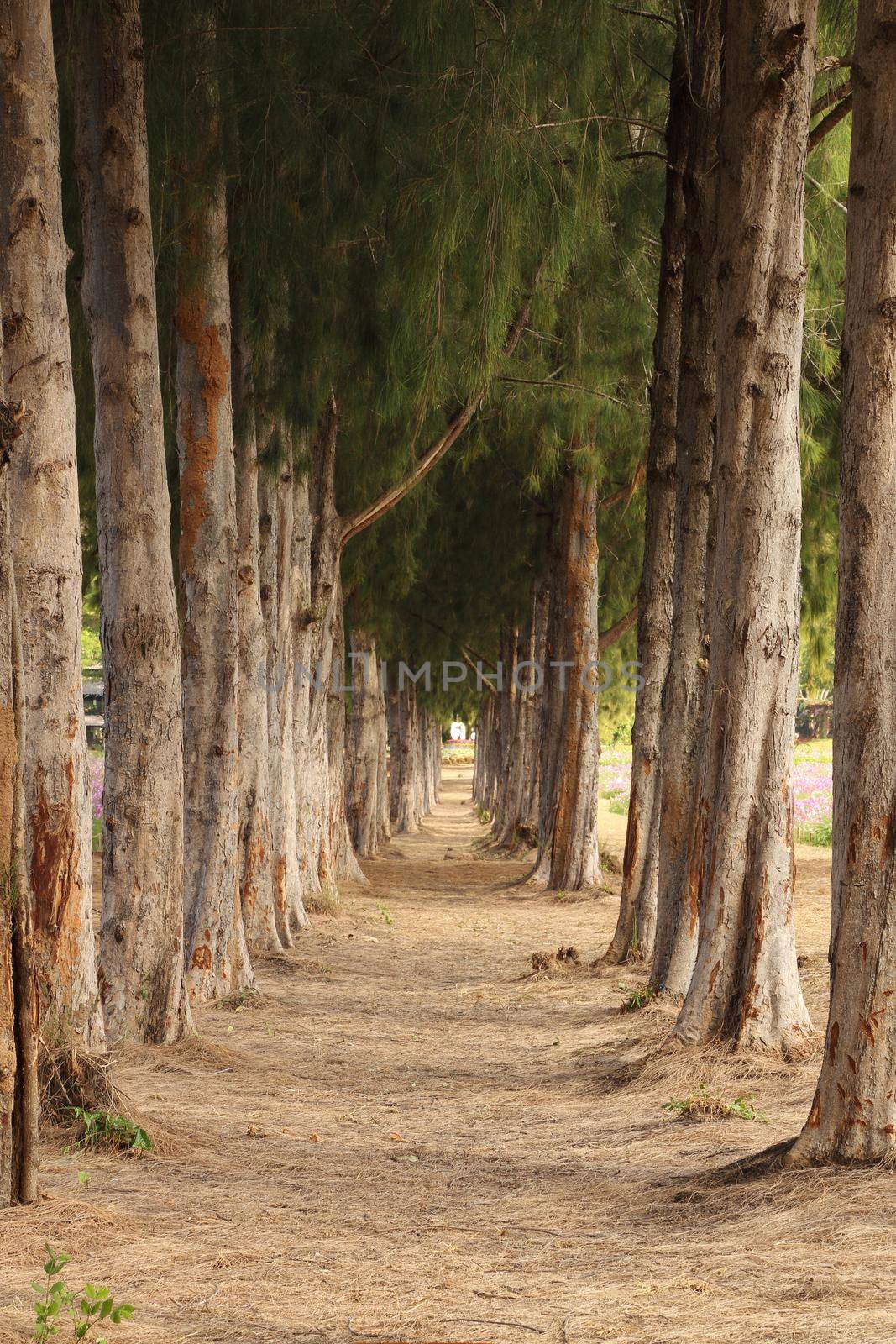 gravel path between pine trees by geargodz