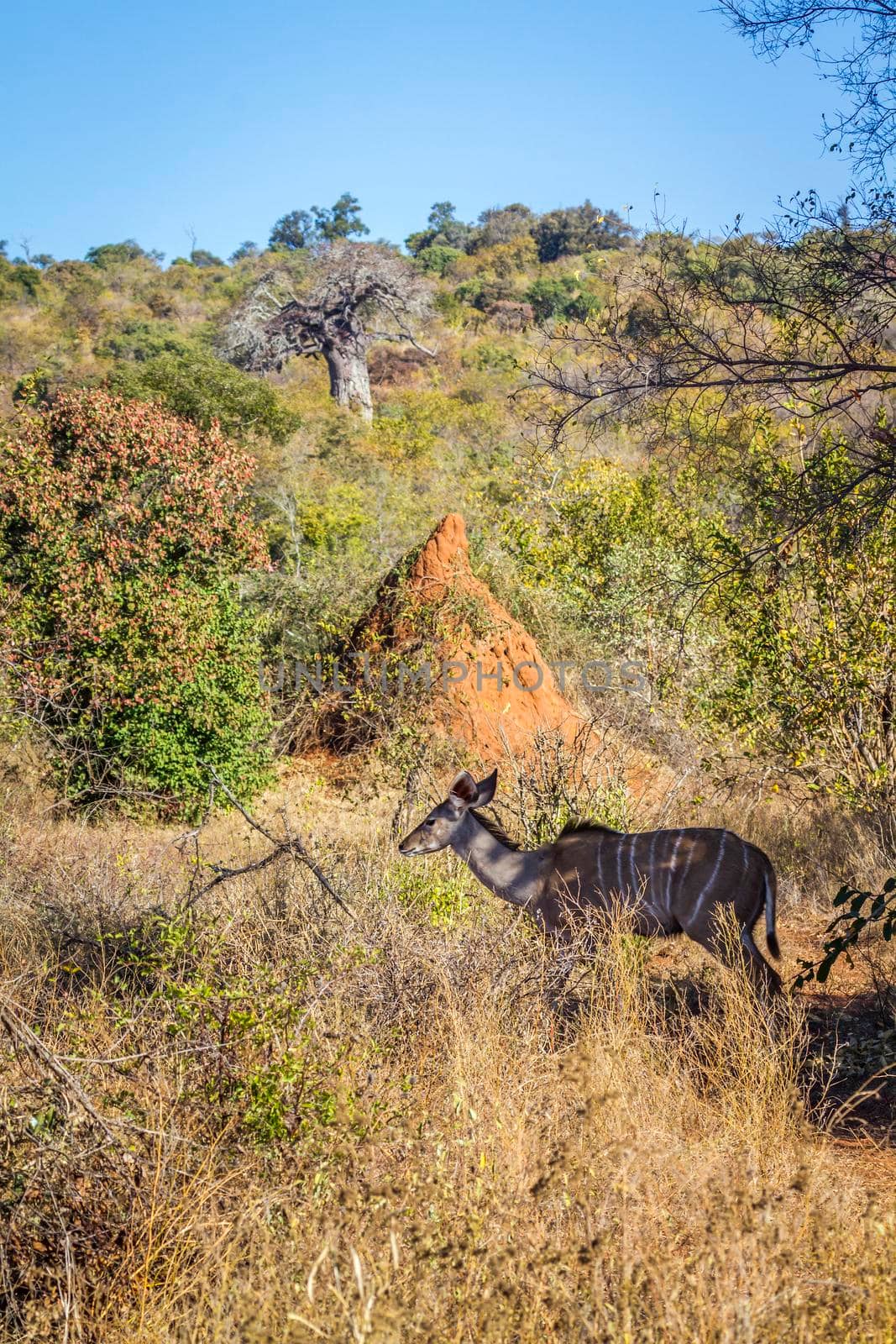 Greater kudu in Kruger National park, South Africa by PACOCOMO