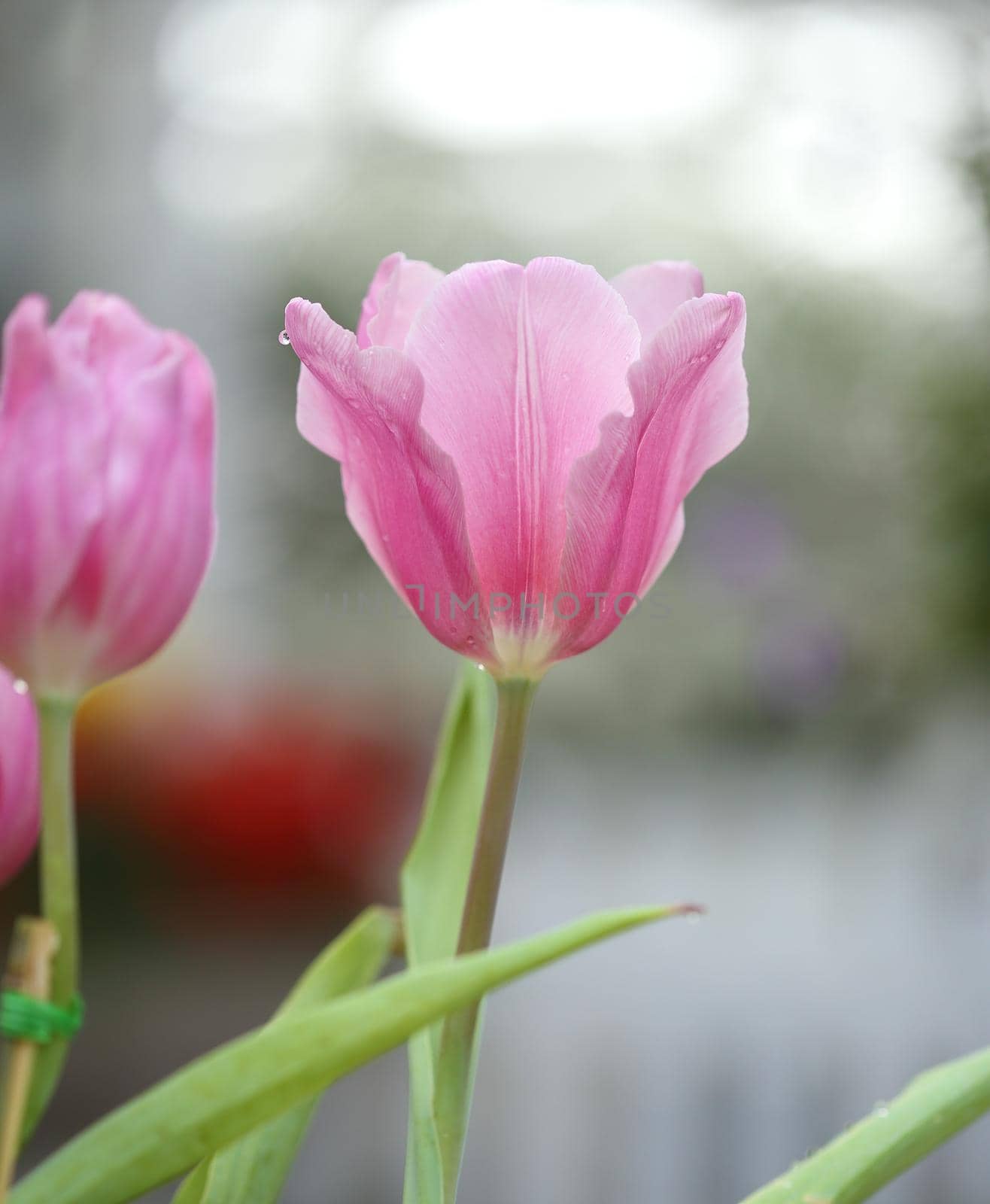 beautiful pink tulip blooming in the garden