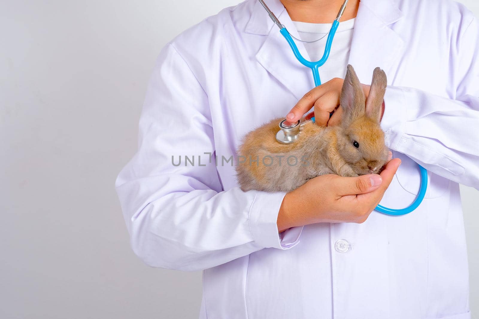 Veterinary with white gown use stethoscope to diagnosis or analysis health of little brown rabbit that is held in doctor arm.