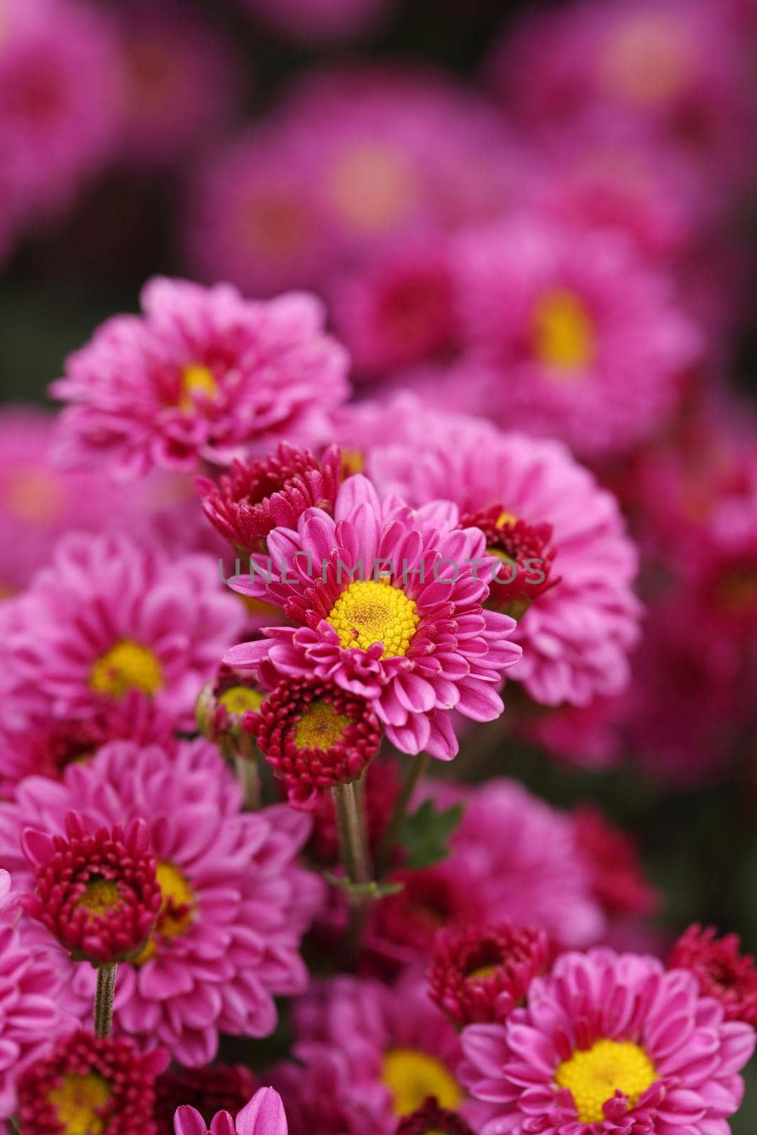 beautiful Chrysanthemum flower blooming in the garden