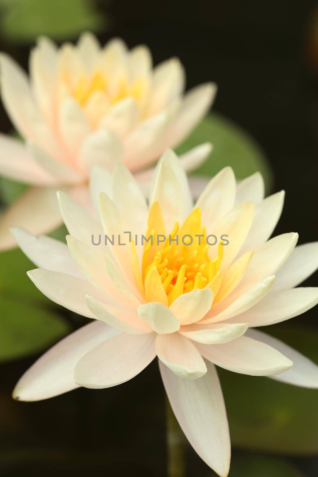 white lotus or water lily in the pond