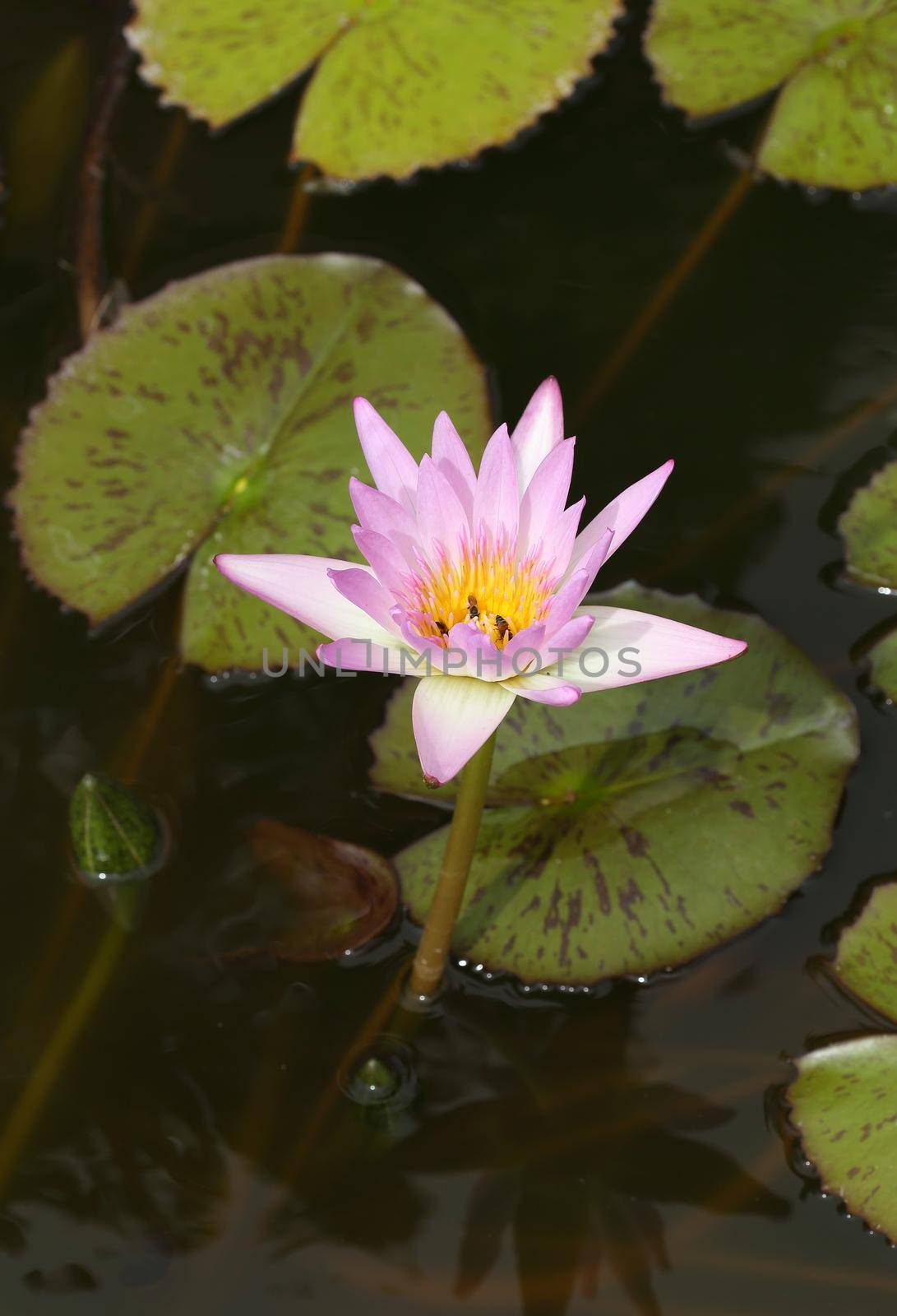 pink lotus or water lily by geargodz