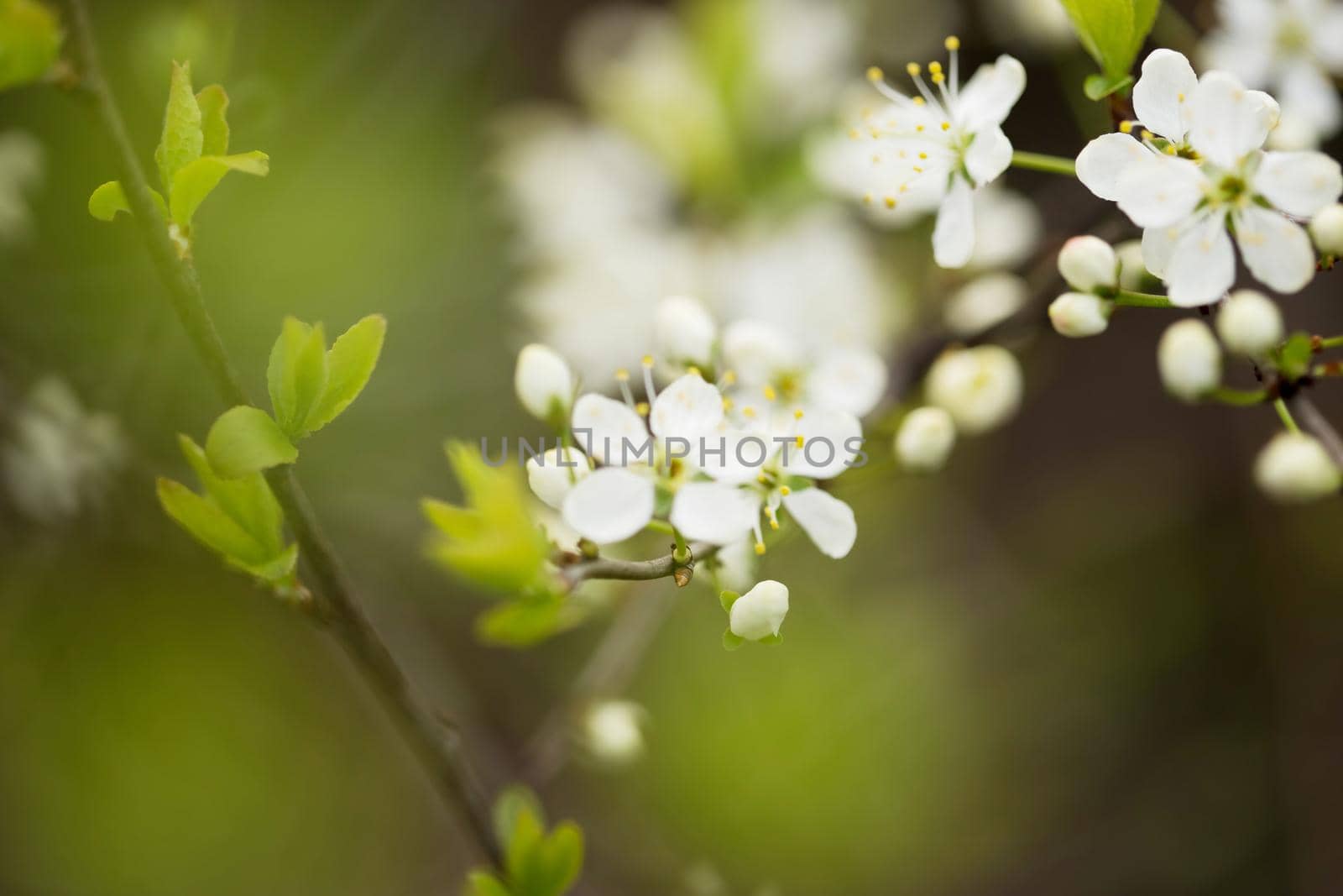 Defocused floral background with cherry blossoms on green leaves by galinasharapova