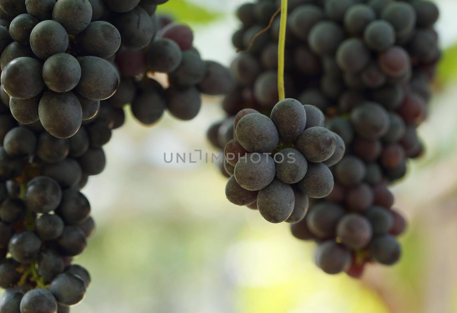 Bunches of red wine grapes hanging