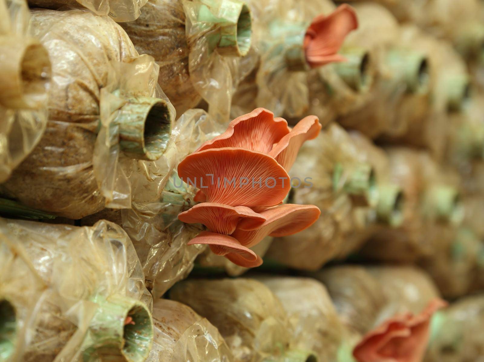 Pink oyster mushroom (Pleurotus djamor) on spawn bags growing in a farm