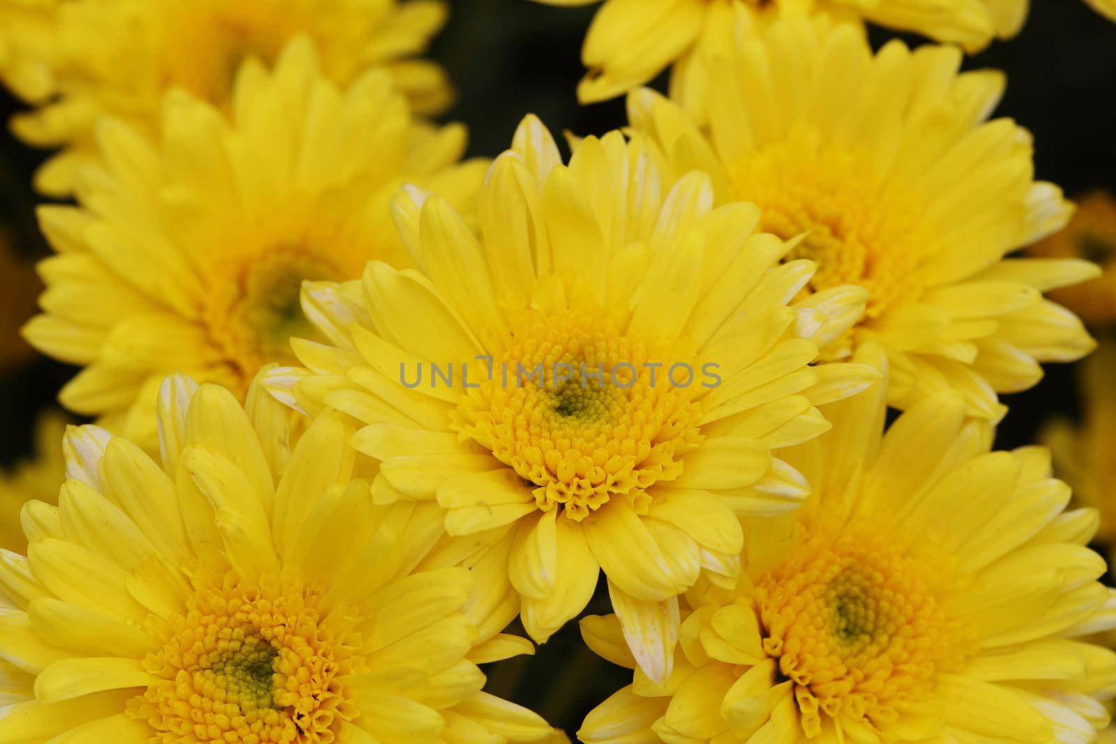 beautiful Chrysanthemum flower blooming in the garden