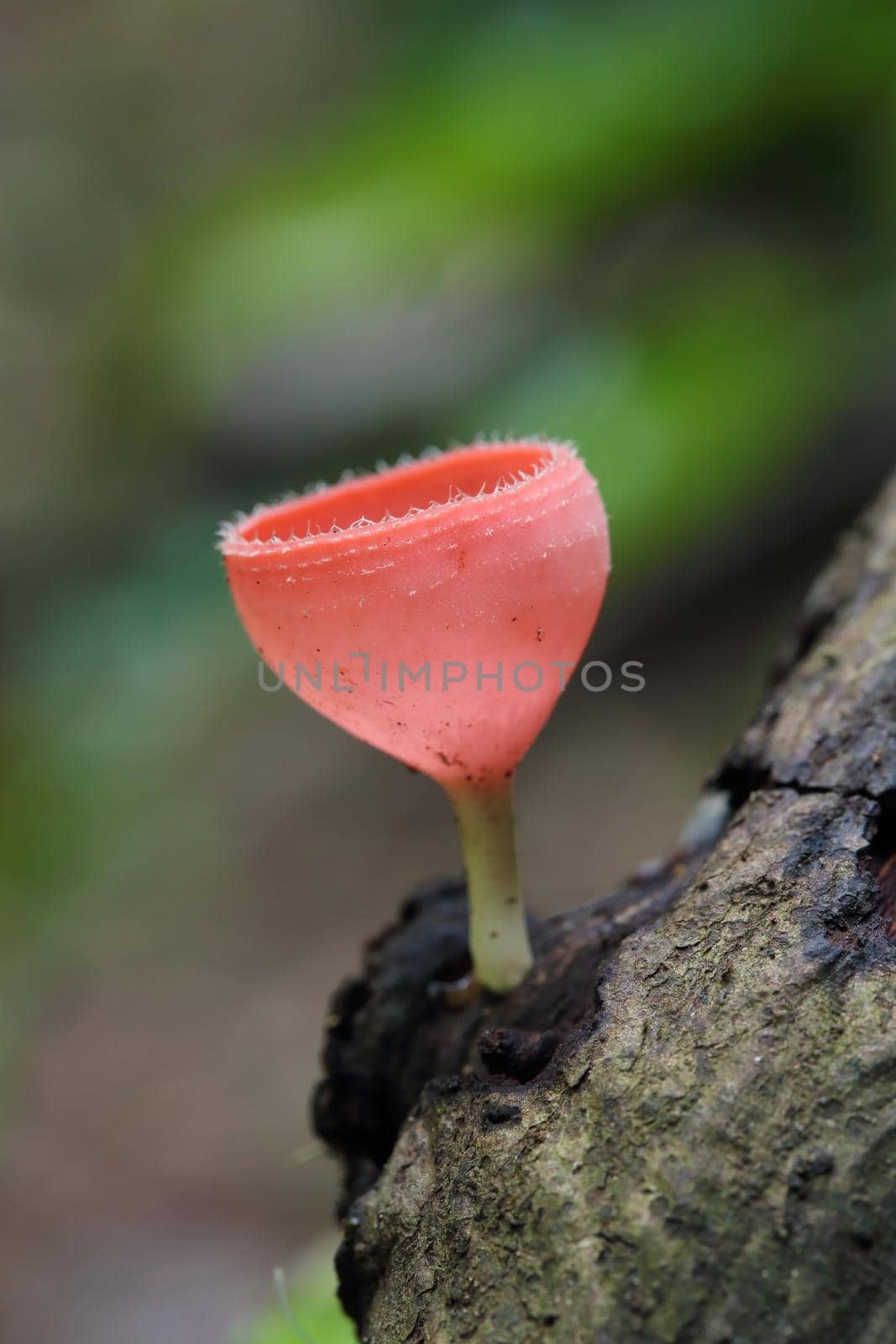 Champagne mushroom in rain forest by geargodz