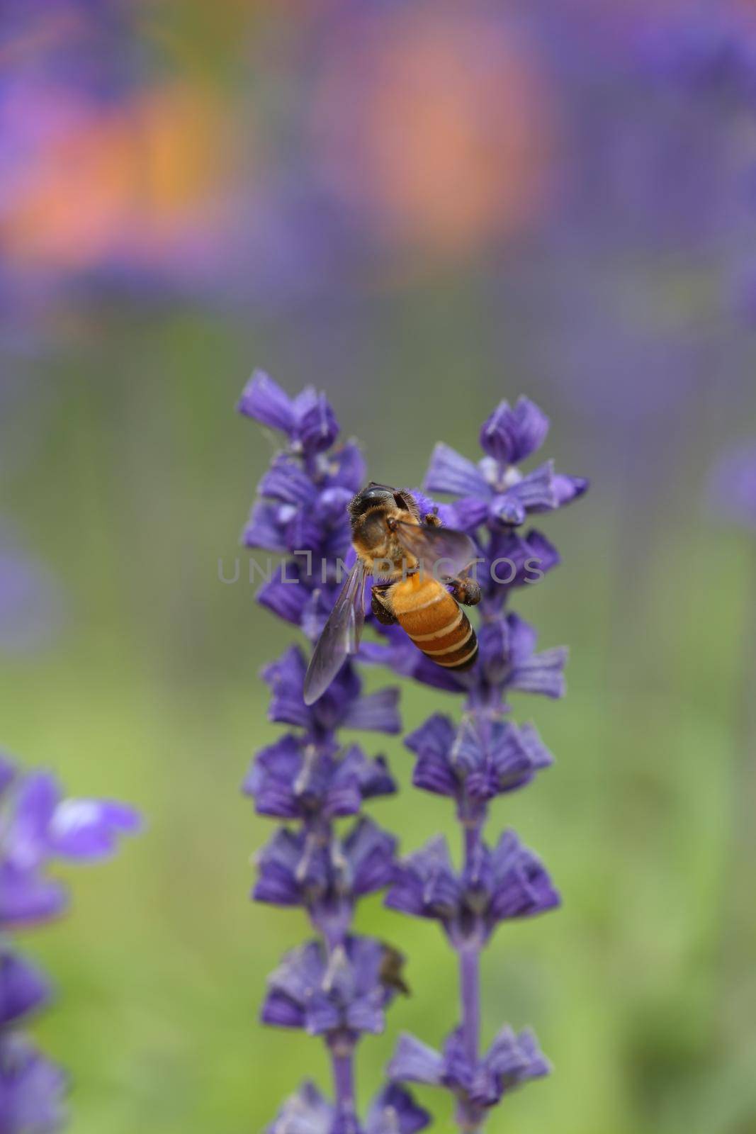 Lavender flower with bee  by geargodz