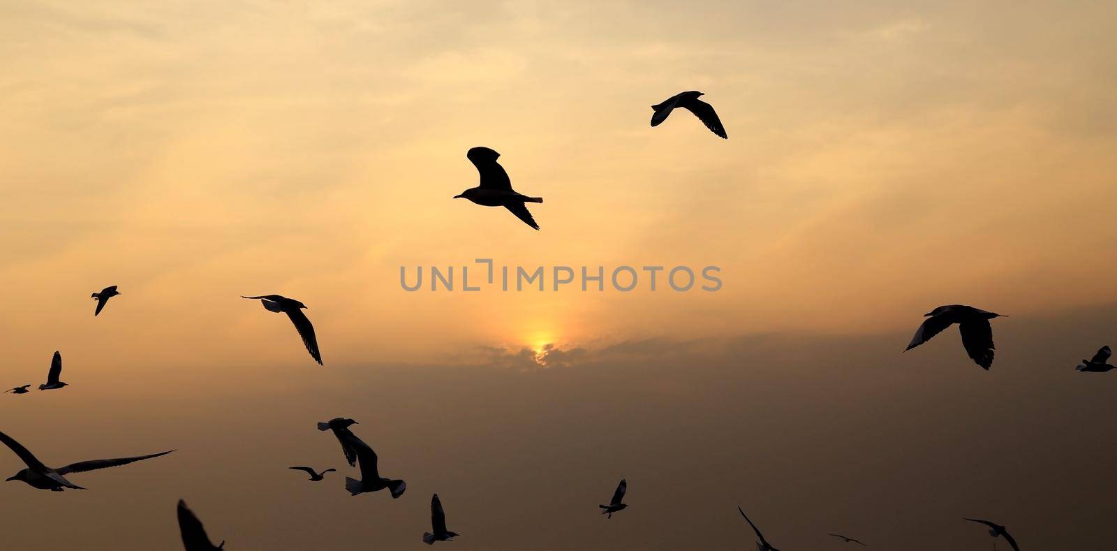 Seagull with sunset by geargodz