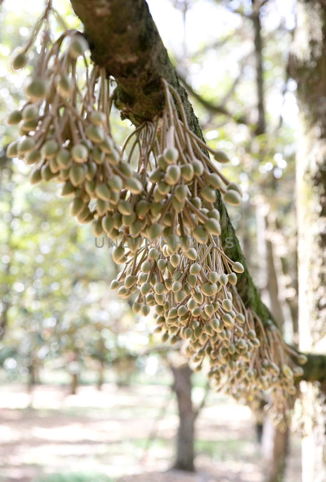 Durian flowers bud on durian tree (Selective focus) by drpnncpp