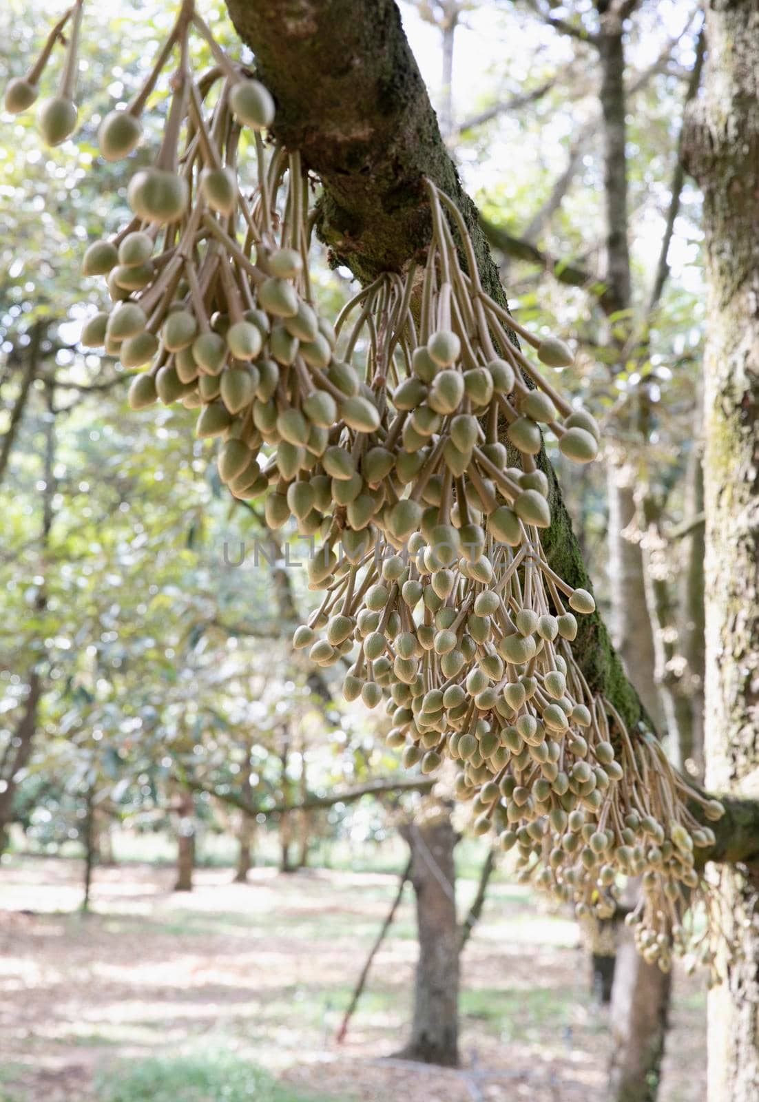 Durian flowers bud on durian tree (Selective focus) by drpnncpp