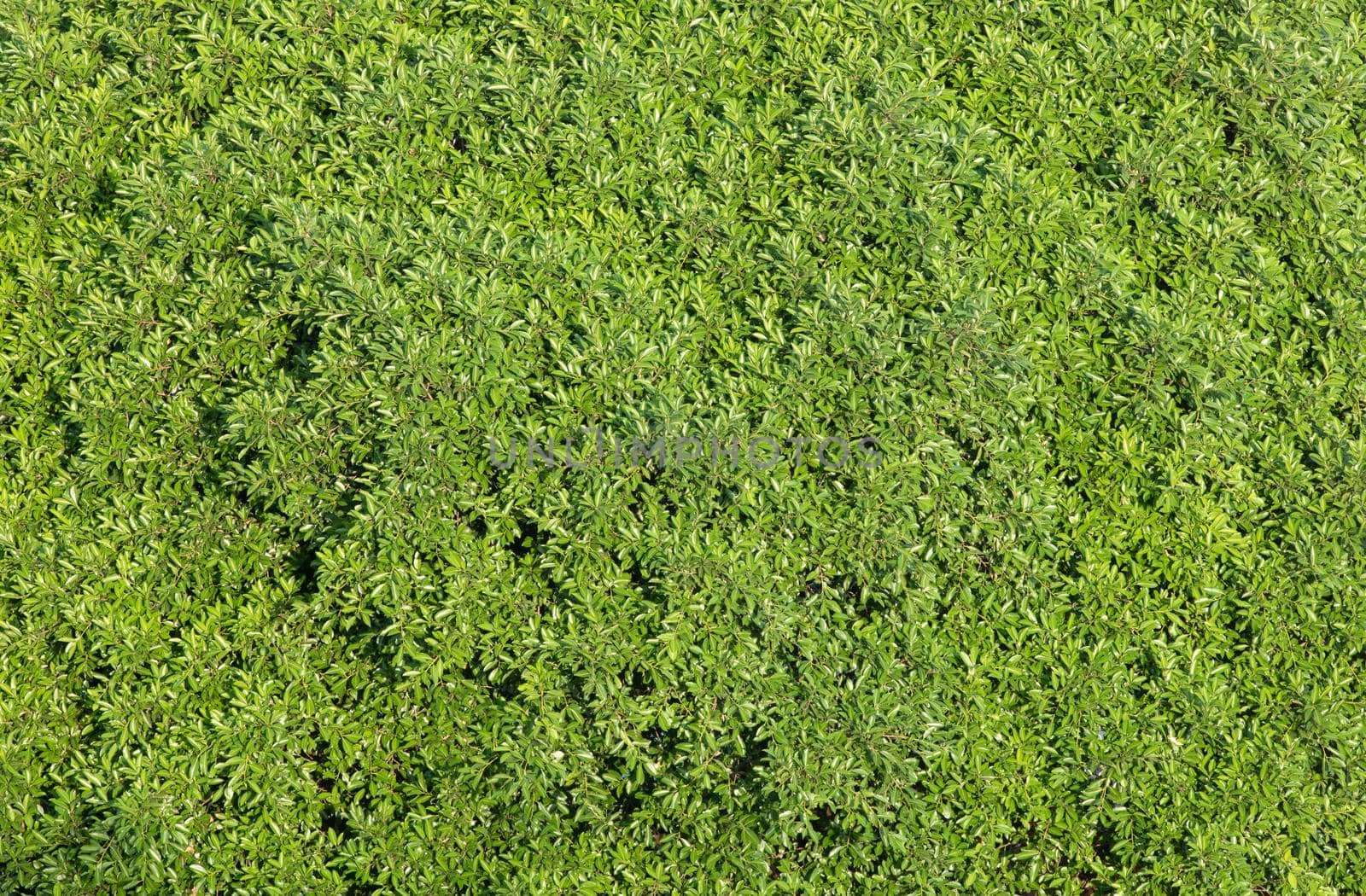 Green leaves background