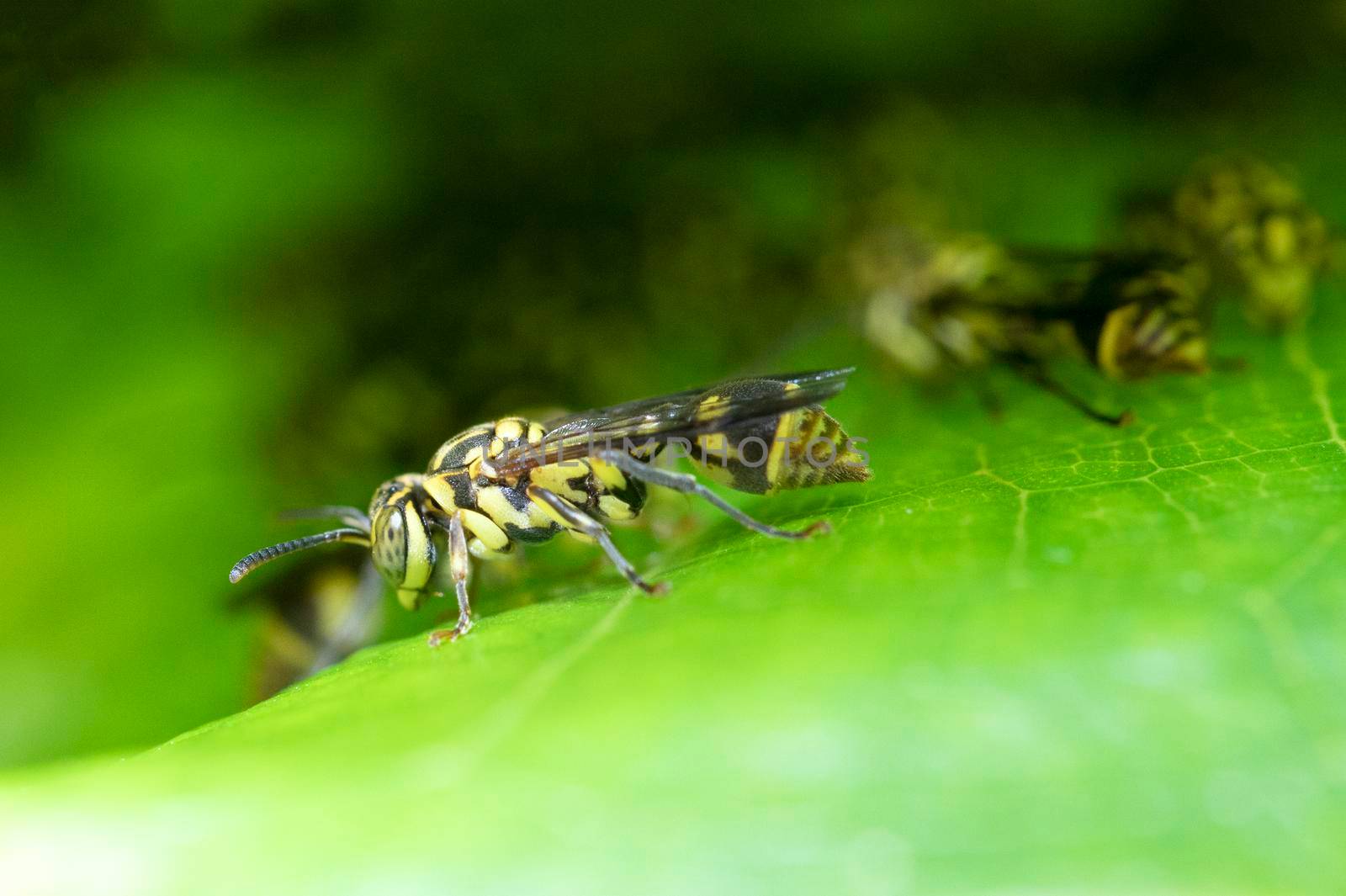 Wasp in nest on green leaf by drpnncpp