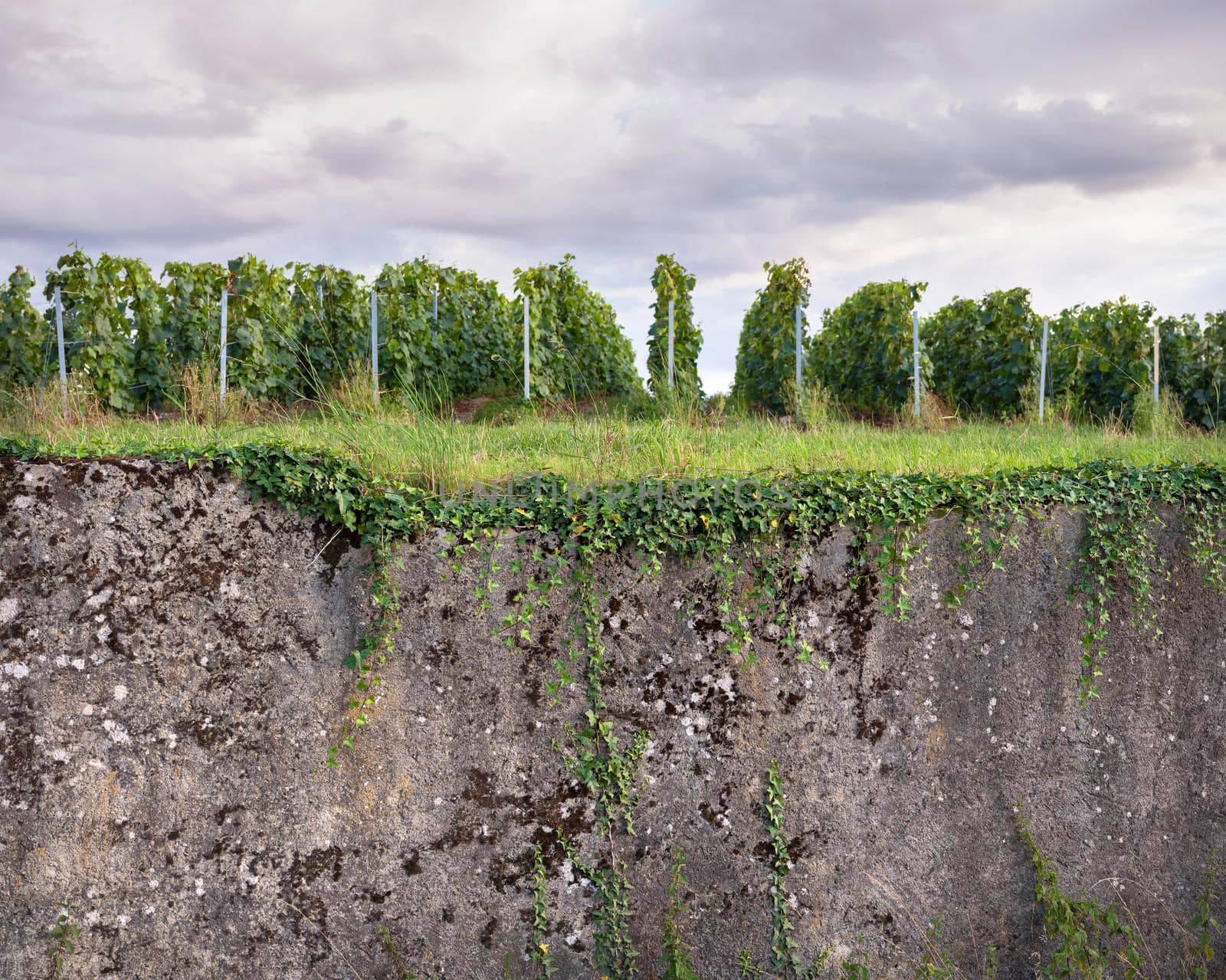vineyards and old concrete wall in marne valley south of reims in french region champagne ardenne by ahavelaar