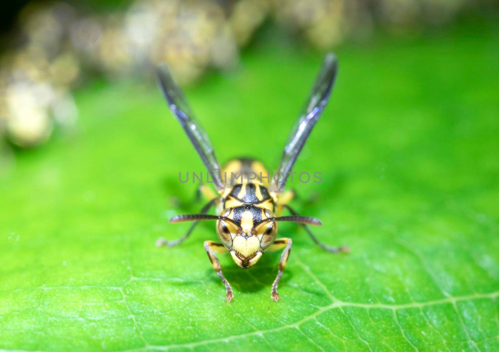 Wasp on green leaf with family  in background