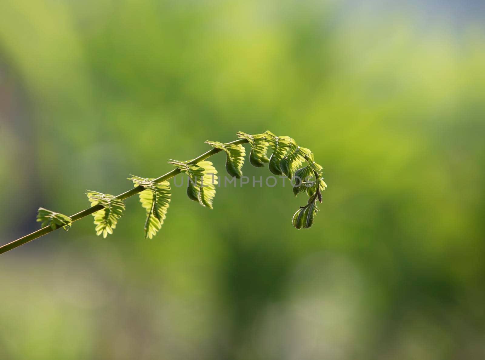 Young shoots with green nature background by drpnncpp