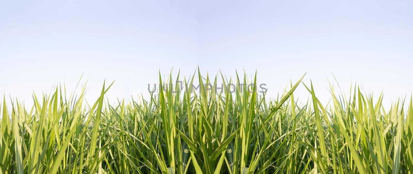 Green grass with blue sky background