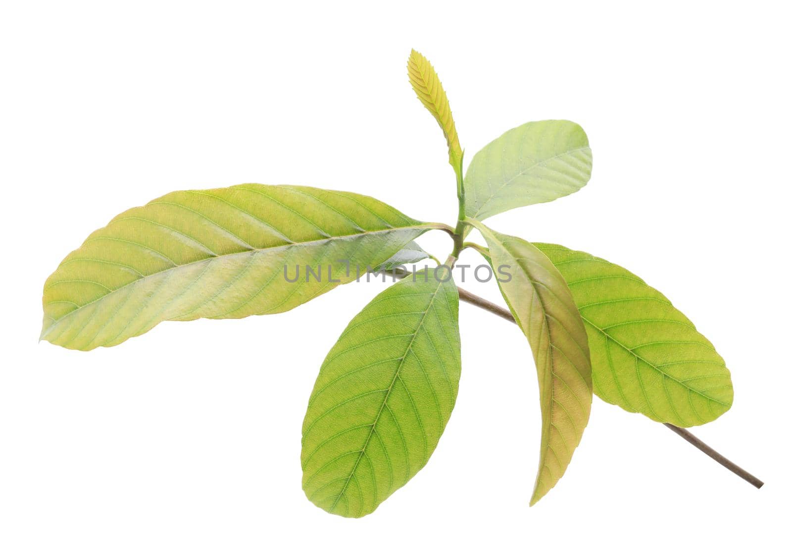 Green leaves isolated on white background by drpnncpp