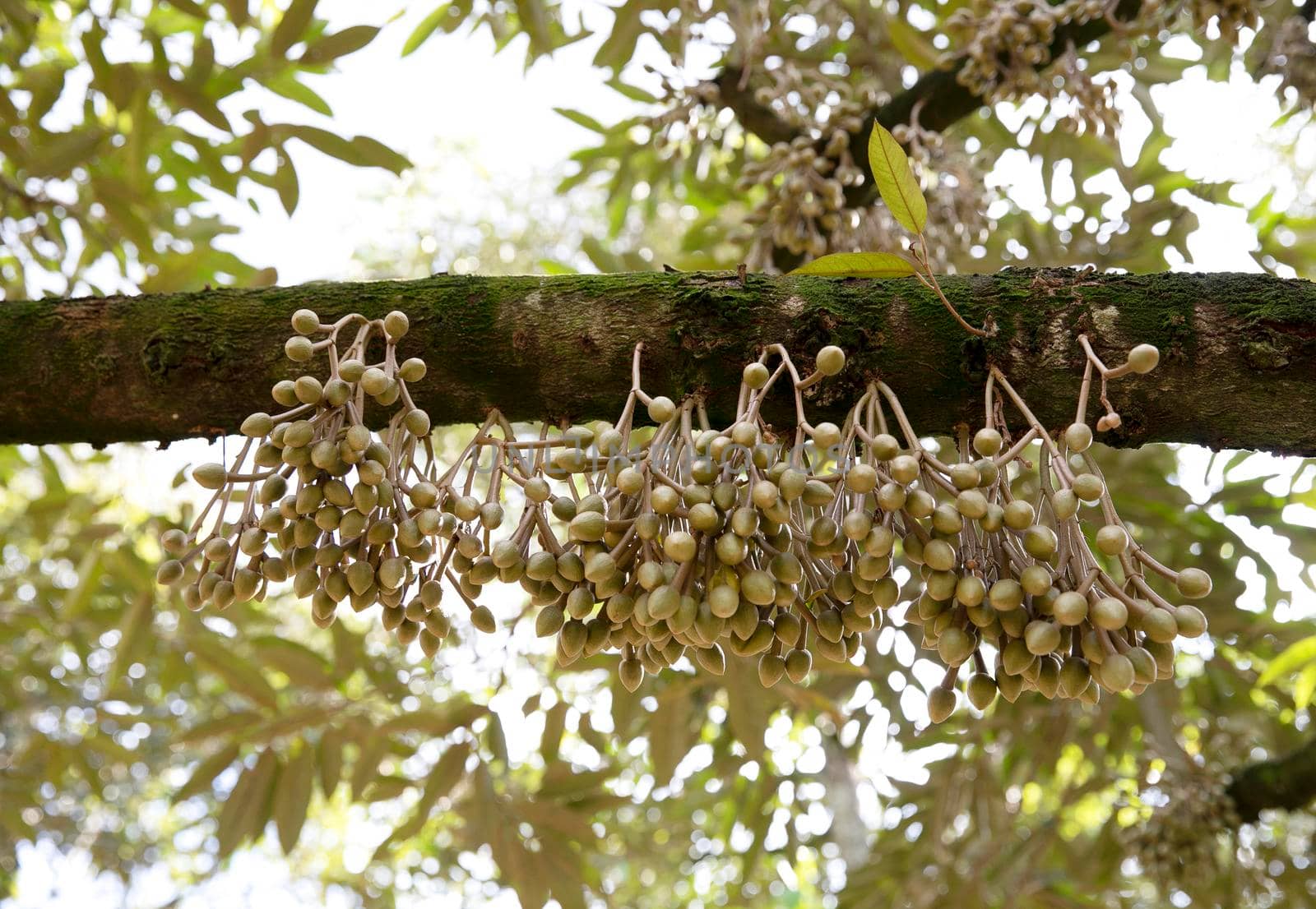 Durian flowers blooming on durian treeDurian flowers bud on durian tree (Selective focus) by drpnncpp