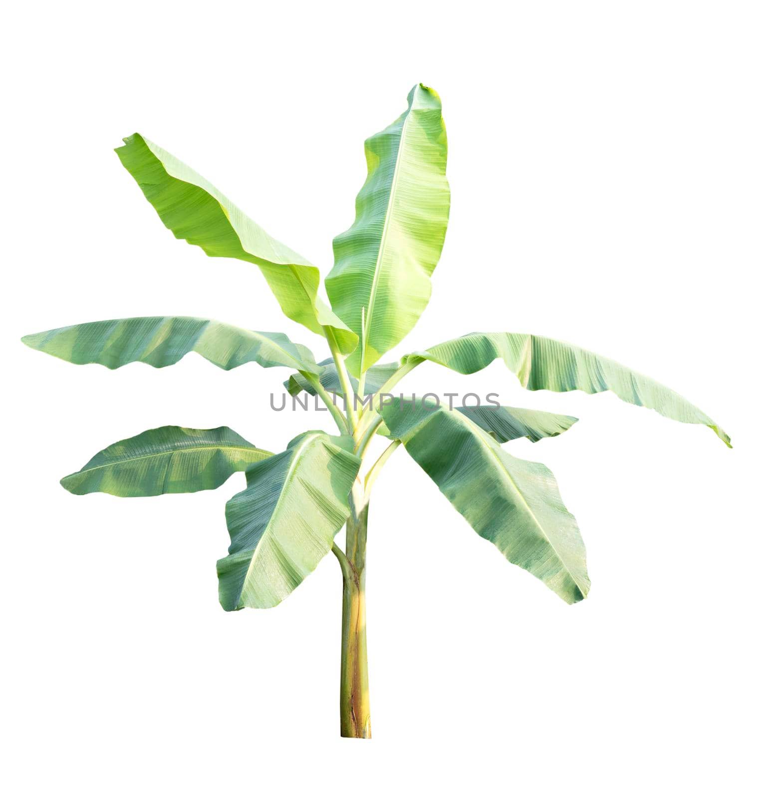 Banana tree isolated on white background by drpnncpp