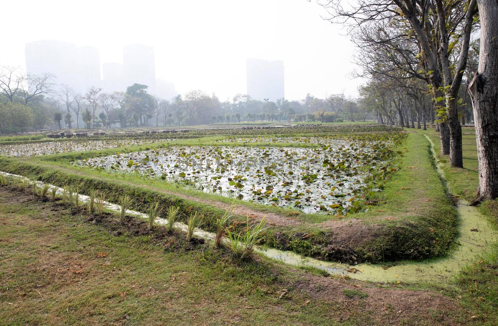 Lotus field in the park in a foggy day. by drpnncpp