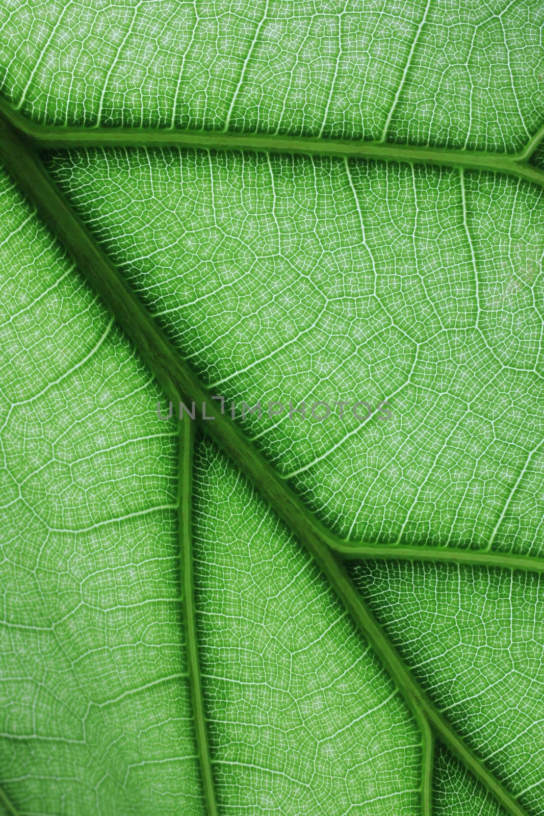 Ficus lyrate leaf texture as green natural background