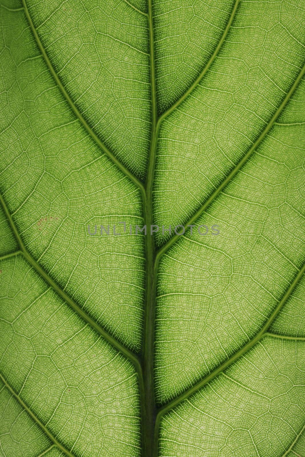 Close up image of green leaf texture or background by drpnncpp