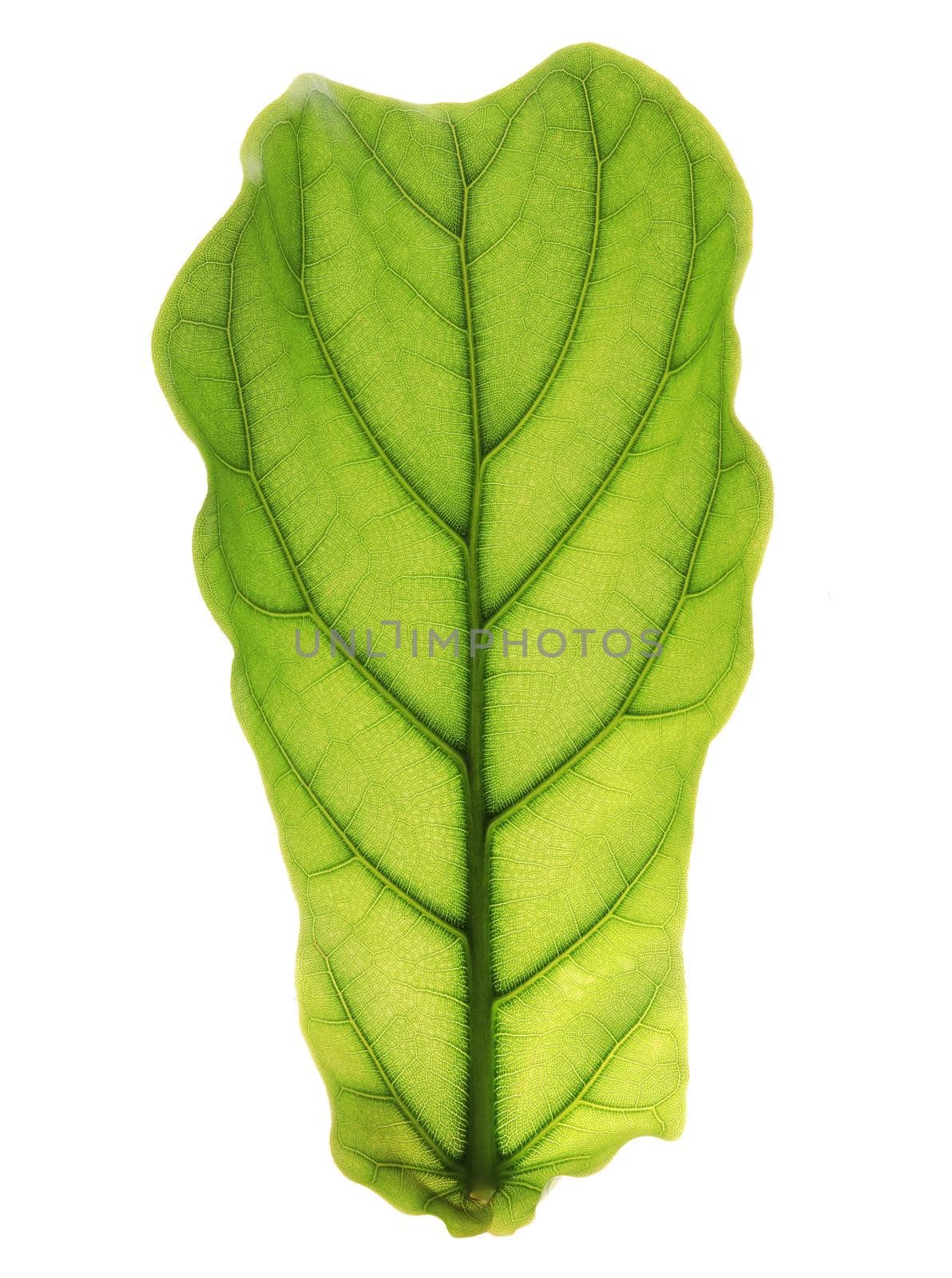 Ficus lyrate leaf isolated on white background by drpnncpp