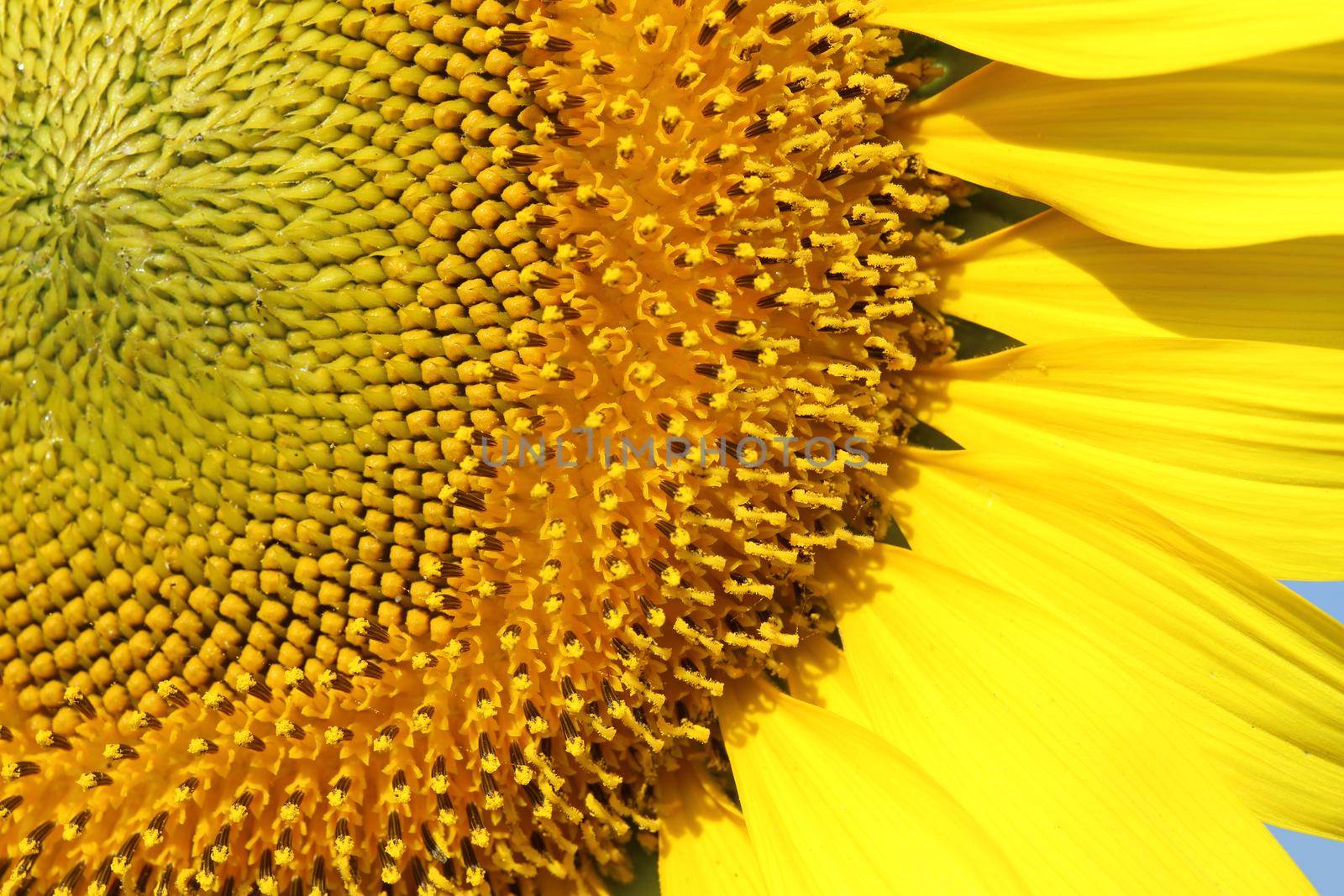 close up of sunflower plant in field