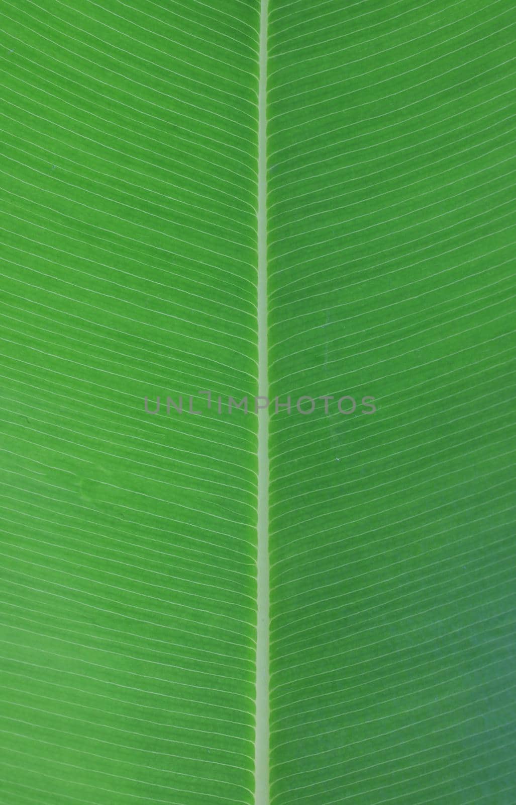 Green leaf texture or surface. Green leaf background. by drpnncpp